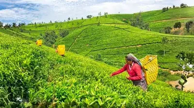 Lush green tea plantations in Sri Lanka's hill country