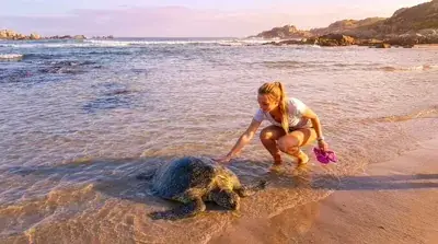 Sea turtle conservation on a Sri Lanka beach