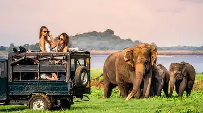 Wild Asian elephants at Minneriya National Park, Sri Lanka